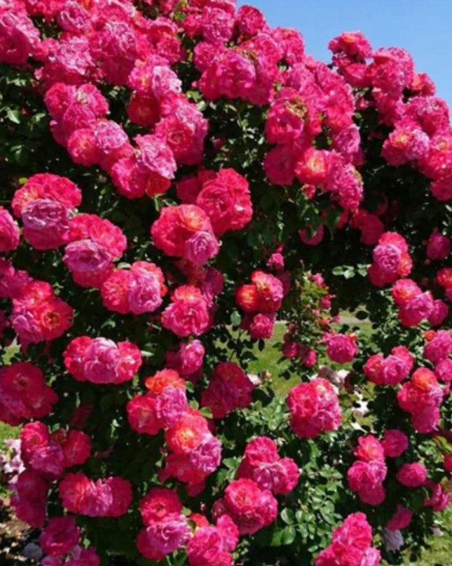 Elegant Climbing Rose Flower Seeds
